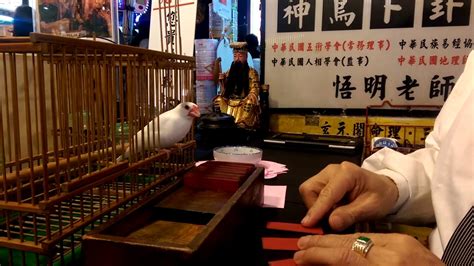 悟明老師鳥卦|到算命仙聚集的饒河夜市，來趟邊吃邊喝、求神問卜的。